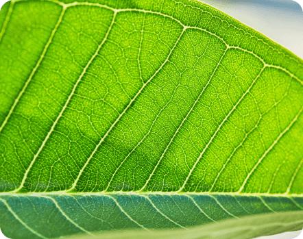 Slippery Elm Bark - (Ulmus rubra)